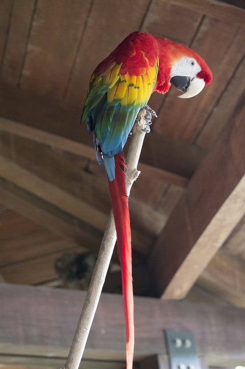 parrot  macaw  red