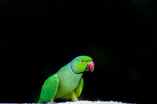 parrot  bird  feather