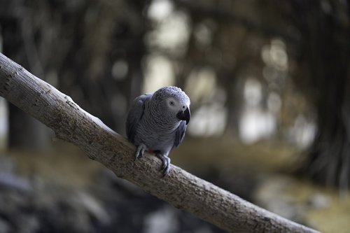 parrot  bird  perch