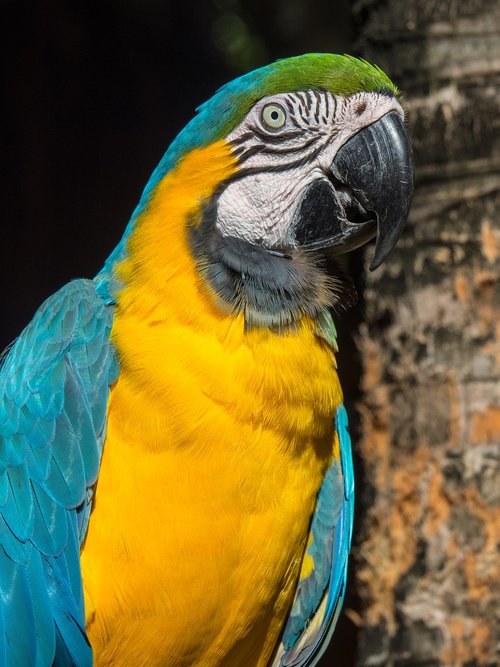 parrot  colorful  tropical