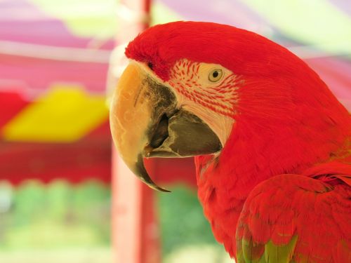 parrot red colorful