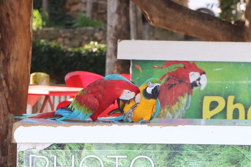 parrot  parrots  bird