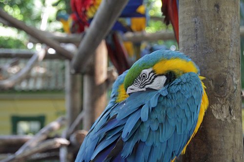 parrot  colorful  bird