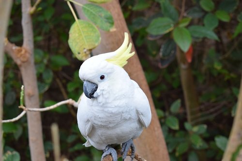 parrot  white  bird
