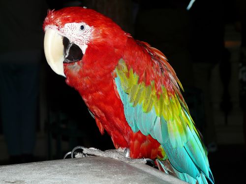 parrot bird animal