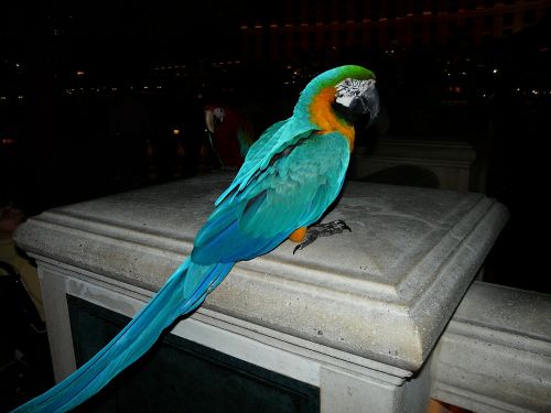 parrot bird animal