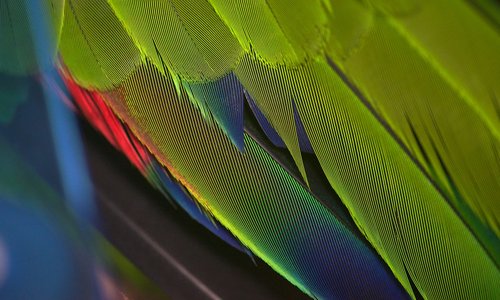 parrot  closeup  feathers
