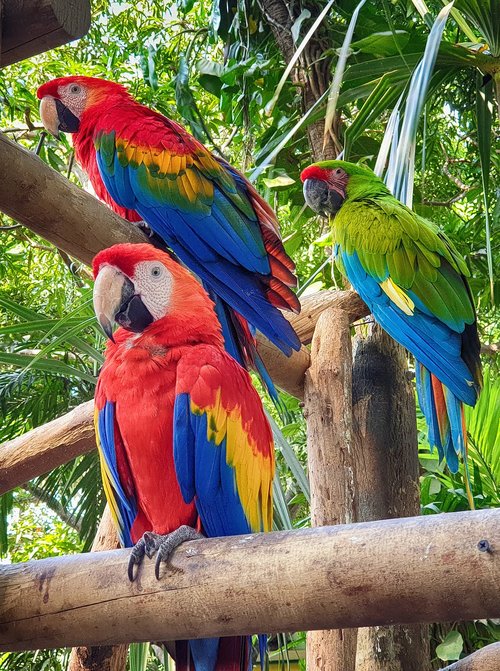 parrot  bird  jungle