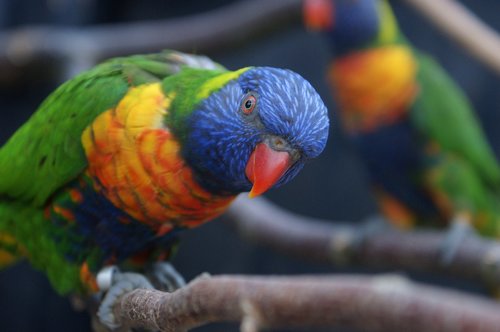 parrot  colors  natural