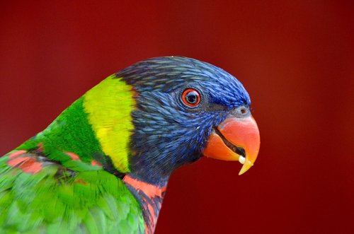 parrot  exotic bird  tropics