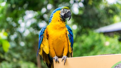 parrot  nature  pet