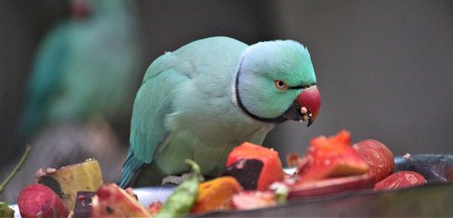 parrot  food  bird