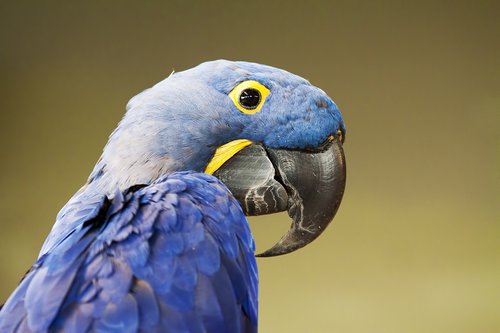 parrot  bird  beak