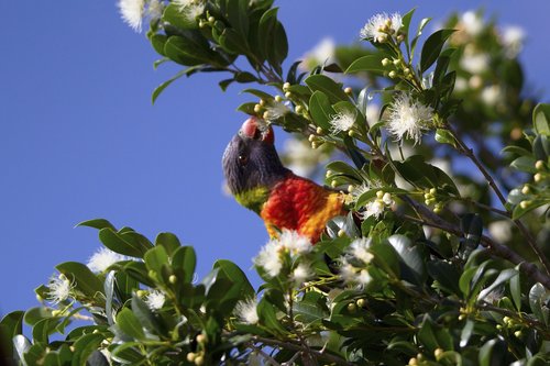 parrot  wild  bird