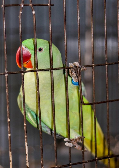 parrot  green parrot  parrots