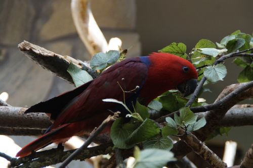 parrot bird plumage