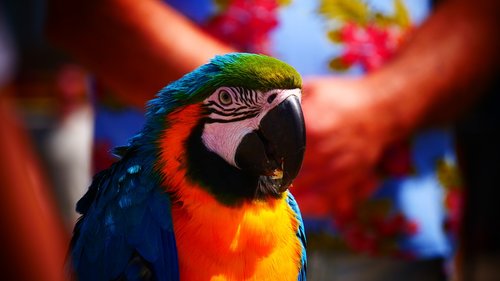parrot  tropical  bird