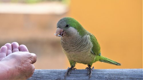 parrot  green  the slender-billed parakeet