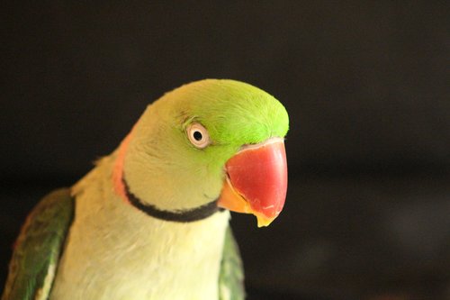 parrot  bird green  bird