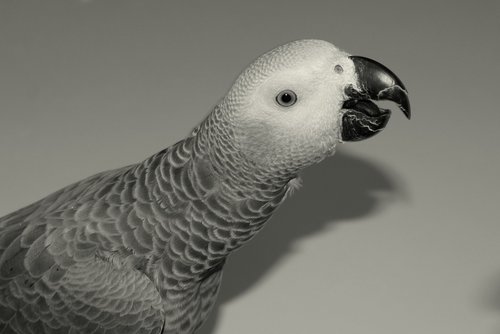 parrot  beak  plumage