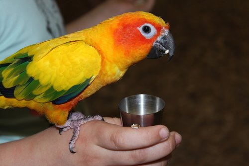 parrot  color  bird