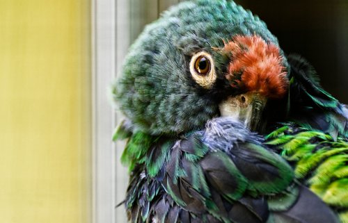 parrot  bird  plumage