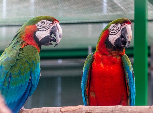 parrot  bird  zoo
