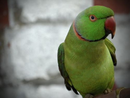 parrot green beak