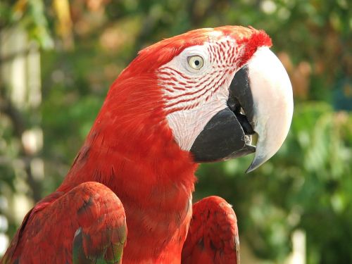 parrot parrots bird