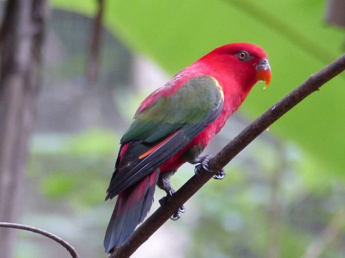 parrot red wild