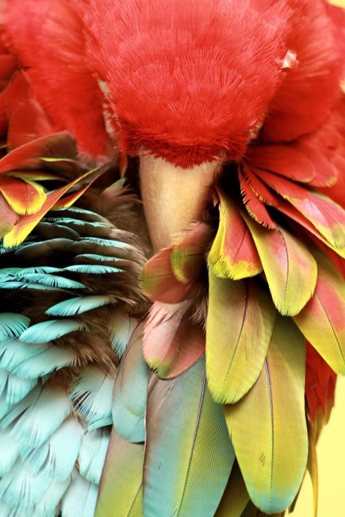 parrot sleeping bird