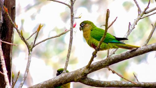parrot bird tropical birds