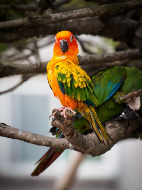parrot birds greenness