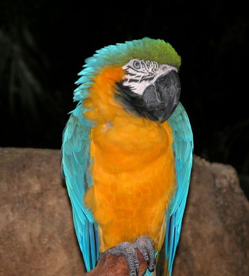parrot jungle bird