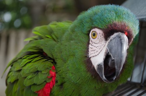parrot green tropical