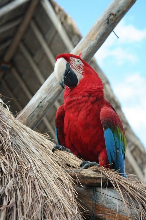 parrot bird tropical