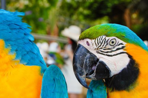 parrot animal birds