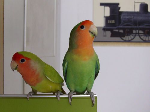 parrot green red