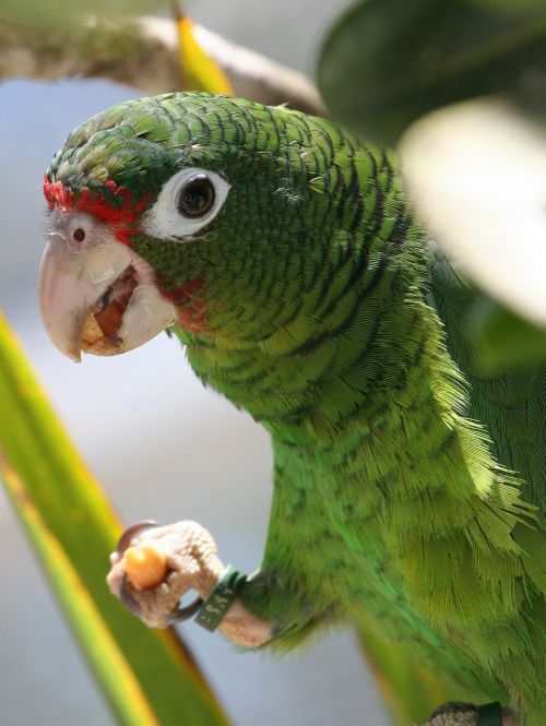 parrot green close up