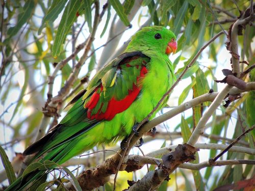 parrot australian native