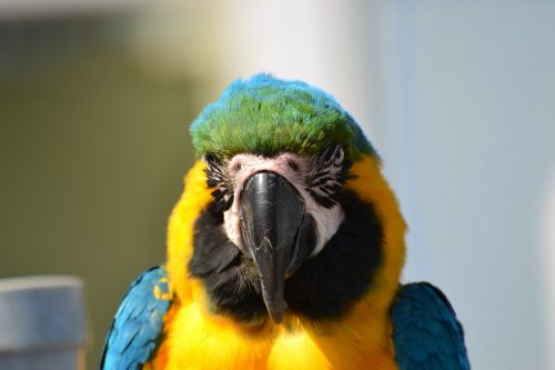 parrot wildlife animal