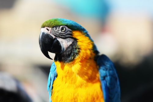 parrot bird color