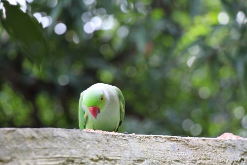 parrot bird pet
