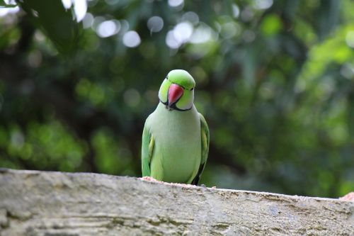 parrot bird pet