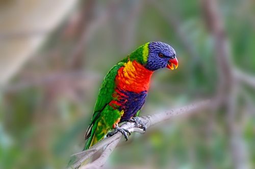 parrot birds bird branches