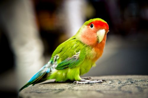 parrot bird colorful