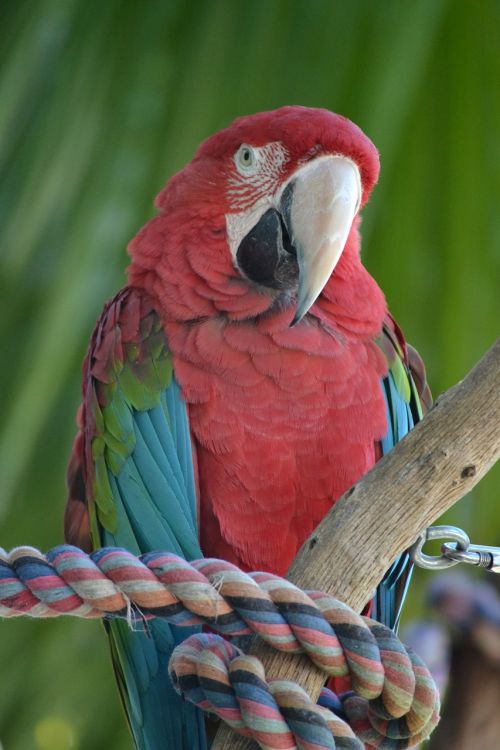 parrot red animals