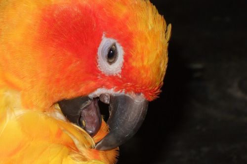 parrot bird orange