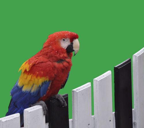 parrot red colorful