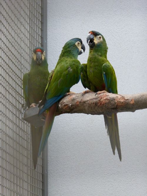 parrot ara zoo bird